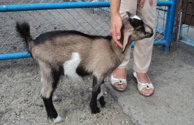 "Рождественский подарок" преподнесли биоцентру Семея