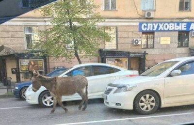 Осёл нарушил правила дорожного движения в Алматы