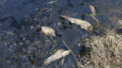 В Оренбурге запретили купаться в реке Орь после массовой гибели рыбы в Актюбинской области