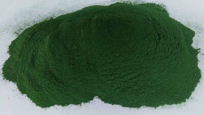 Отырарда қазақ ғалымы Spirulina өсіріп жатыр
