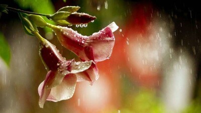 Прогноз погоды на 5 июля: дожди и ветер ожидаются на большей части территории Казахстана