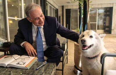 Собака покусала высокопоставленных гостей на приёме у премьера Израиля