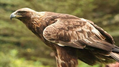 Численность орлов впервые подсчитали орнитологи в Центральном Казахстане