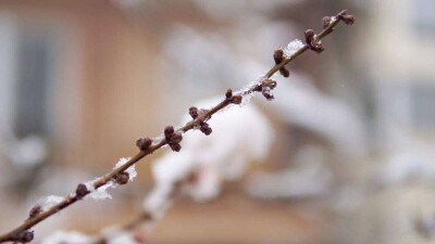 Прогноз погоды на 8 апреля: на севере и западе Казахстана ожидаются ночные заморозки