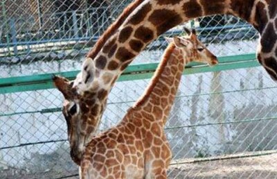 В алматинском зоопарке родился жирафёнок