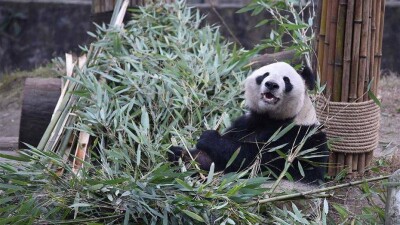 Умер самый старый в мире самец панды