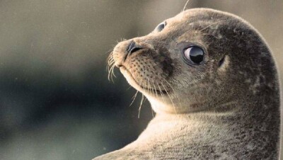 Боннская конвенция спасёт каспийского тюленя от полного исчезновения