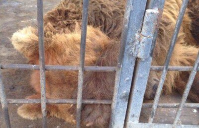 Уральцев шокировала новость о смерти медведя Устина