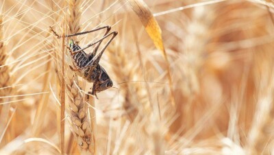 1 млрд тенге выделили на борьбу с саранчой из республиканского бюджета в Казахстане