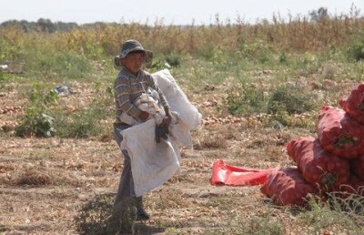 Сапарбаев предложил вместо лагерей отправлять школьников в крестьянские хозяйства