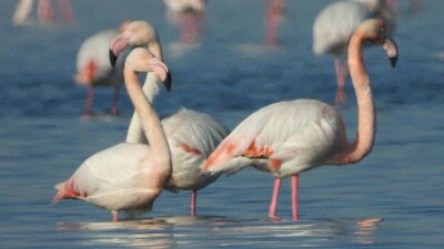 Стая фламинго вернулась в Актау после зимовки