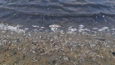 В озере Токпан Кызылординской области погибло шесть тонн леща