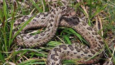 Ядовитая змея напала на жителя Семея