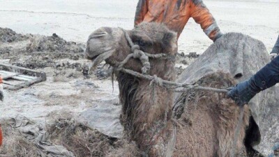 Операцию по вызволению беременной верблюдицы из грязи провели жители Актау 