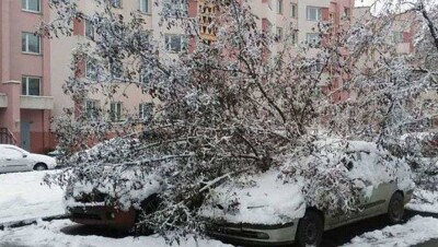 В Алматы под тяжестью снега падают деревья, повреждены 42 машины