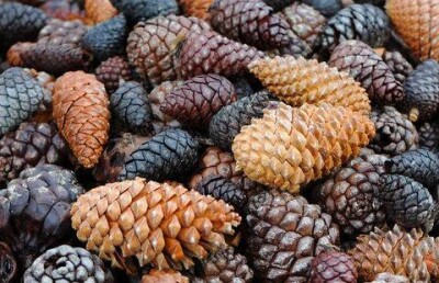 Более тонны сосновых шишек украли из лесничества Павлодарской области