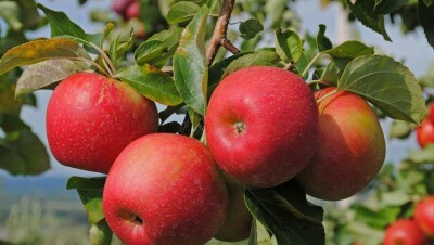 Прародителя современных яблок в Казахстане установили учёные благодаря генетике
