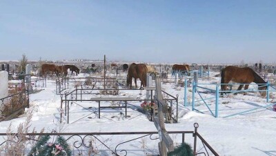 Жители Костаная борются против того, чтобы лошади паслись на кладбище