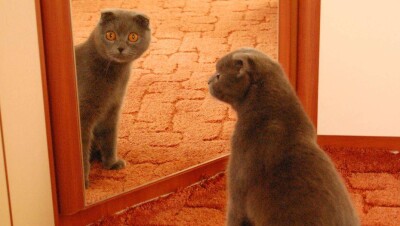 Китайская компания объявила о предоставлении услуг по клонированию котов и собак