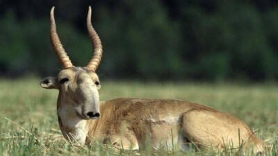 Спутниковые ошейники сайгакам закупит Каспийский трубопроводный консорциум