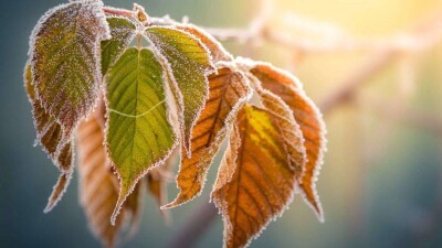 Минусовая температура ожидается ночью в пяти областях Казахстана