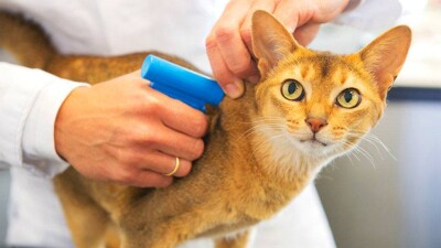 Всех домашних кошек и собак в Алматы прочипируют и внесут в единый реестр