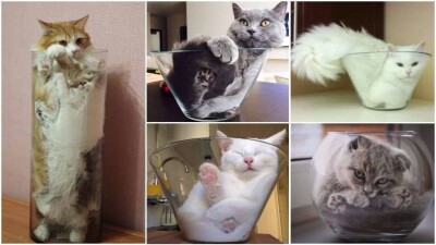 За доказательство, что коты - это жидкость, учёный получил Шнобелевскую премию по физике 