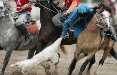 Забавный момент борьбы за козлиную тушу во время кокпара сняли на видео