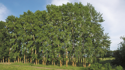 Биолог из Костаная представит выведенный ею вид деревьев на ЭКСПО-2017