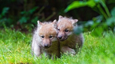 В Карагандинской области инспекторы природоохранной полиции спасли пятерых волчат
