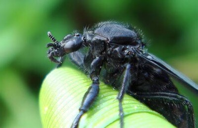 Карагандинцев атакует рой странных чёрных насекомых
