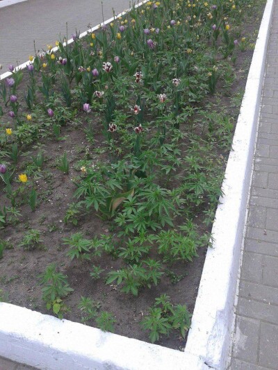 В центральном парке Костаная нашли клумбу с коноплёй