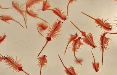 Павлодарские власти отдают в аренду горько-солёные водоёмы региона