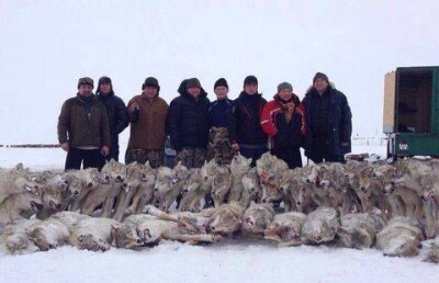 Шокирующее фото охотников на фоне полусотни мёртвых волков возмутило Казнет