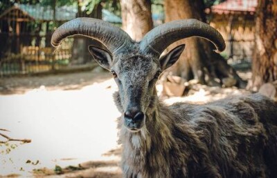 Тремя голубыми баранами пополнился зоопарк Алматы 
