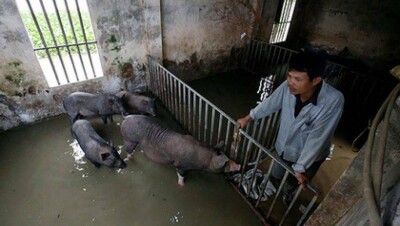 Вспышку африканской чумы свиней зарегистрировали на юге Китая