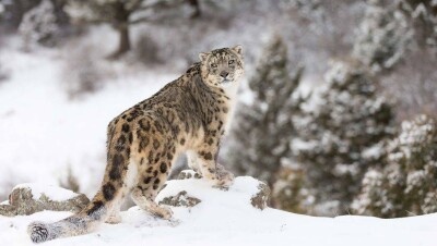 В Жамбылской области фотоловушка впервые "поймала" снежного барса