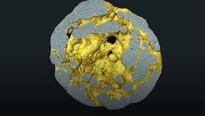 В Китае обнаружили окаменелости с эмбрионами. Им около 610 млн лет