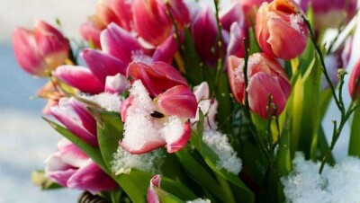 Ночные заморозки ожидаются на юге страны 19 апреля