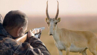 Охоту на сайгаков в Казахстане надо разрешить. Это их спасёт