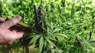 Казахстан запросил разрешение ООН для производства конопли