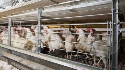 Падёж домашней птицы зарегистрировали в пяти регионах Казахстана