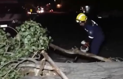 Рухнувший тополь в Алматы оборвал провода и смял автомобиль
