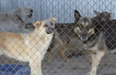 Потерявшие собак в Уральске могут не найти их живыми