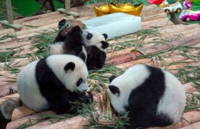 Уникальным пандам-тройняшкам исполнился год