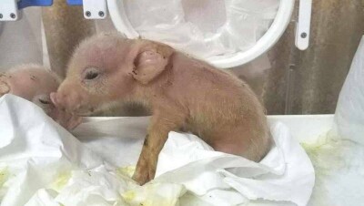 Первые в мире свиньи с клетками обезьян родились в Китае