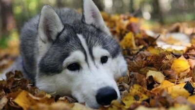 Фотовыставка в Астане привлекает внимание тяжёлой судьбой брошенных животных