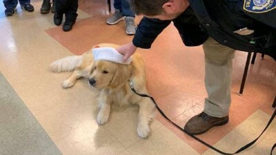 В США в полицейском участке пропали рождественские подарки для детей. Вором оказался служебный пёс