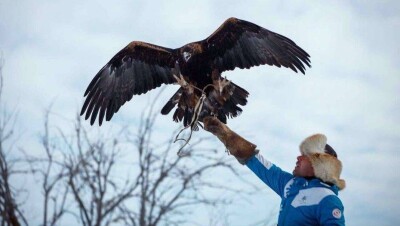 Названо имя лучшего беркутчи республиканского турнира "Қансонар-2018"