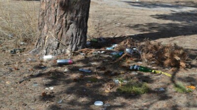 Традиция "Бутылка счастья" в Семее уничтожает сосновый бор